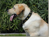 OVERSTOCK SALE! 1 1/4" Medium Traditional Swiss Dog Collar - 40cm