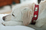 OVERSTOCK SALE! 1 1/4" Medium Traditional Swiss Dog Collar - 40cm