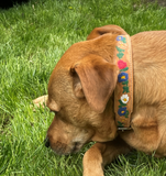 Alpina Swiss Dog Collar