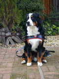 Swiss Draft Harness